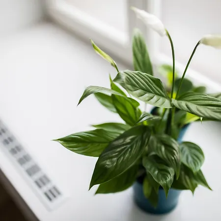 Luga Homes - Stadthaus アパートホテル